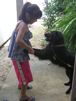 奄美大島の犬と少女
