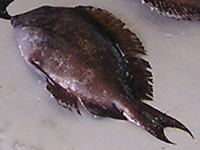奄美大島の魚